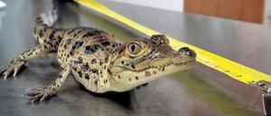 „Kommunisten-Krokodil“. Das frisch geschlüpfte kubanische Krokodil „Fidel“.