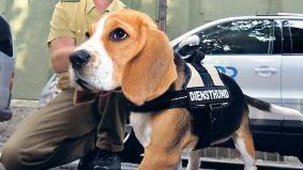 Schmus und Ordnung. So stellen wir uns den Polizeidienst vor. Foto: dpa