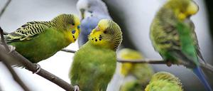 Alles fing mit ihnen an: kritische Mitarbeiter des Zoos hatten bereichtet, dass 24 Wellensittiche getötet und verfüttert werden sollten.