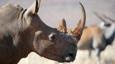 Nashorn besteht aus dem demselben Material wie menschliches Haar. In Asien gilt es allerdings als Potenzmittel, was die Preise für das Horn in die Höhe treibt. 