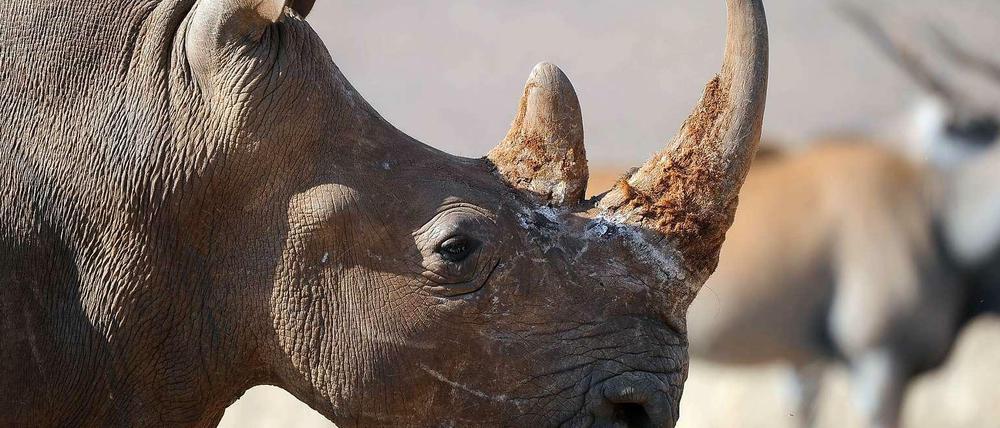 Nashorn besteht aus dem demselben Material wie menschliches Haar. In Asien gilt es allerdings als Potenzmittel, was die Preise für das Horn in die Höhe treibt. 