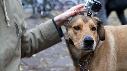 Hundeleben: Willy geht mit der Kamera auf die Straßen Berlins