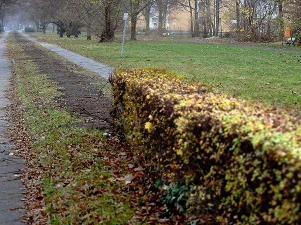Insgesamt in elf Straßen wollte das Grünflächenamt im Bezirk Hecken roden, um eine sechsstellige Summe einzusparen.
