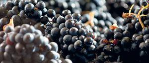 Impressionen: Geerntete Trauben; das legendäre Château Palmer (links unten); Keller mit Barriquefässern (links oben). Fotos: Philippe Roy/hemis.fr/laif (2), Andia/Visum, Mike Wolff (7)