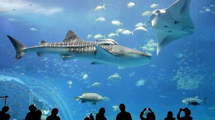 Politischer Zoo. In Berlin drängeln sich die Interessengruppen wie in einem Aquarium. Manchmal geht es tatsächlich um Fische. 