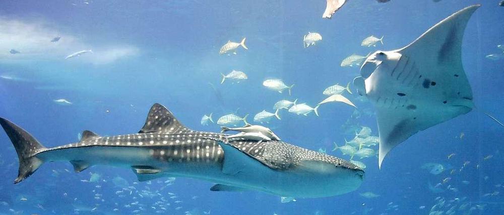 Politischer Zoo. In Berlin drängeln sich die Interessengruppen wie in einem Aquarium. Manchmal geht es tatsächlich um Fische. 