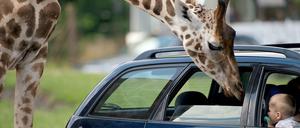 Der Urlaub in Afrika ist gefährdet.