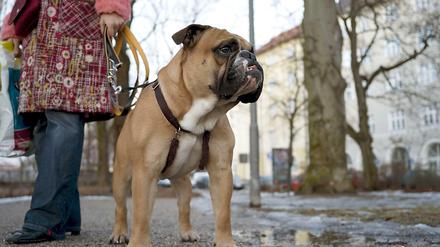 Justizsenator Thomas Heilmann (CDU) möchte, dass Berliner ihre Hunde auf der Straße an der Leine führen müssen