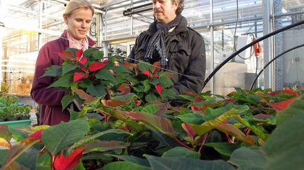 Vibrierende Weihnachtssterne. Diana Helbig und Heiner Grüneberg von der Humboldt-Universität halten das Wachstum der Pflanzen auf. 