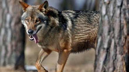 Auf der Pirsch: Nicht jeder freut sich über die Rückkehr des Wolfes.