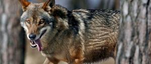Auf der Pirsch: Nicht jeder freut sich über die Rückkehr des Wolfes.