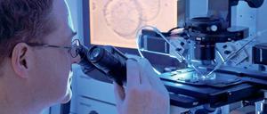 Embryo unter einem Mikroskop.