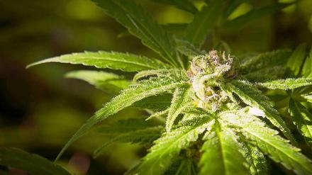 Immer dem Geruch nach: Oft werden Polizisten durch starken Cannabis-Geruch auf die Droge aufmerksam.