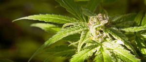 Immer dem Geruch nach: Oft werden Polizisten durch starken Cannabis-Geruch auf die Droge aufmerksam.