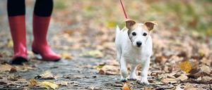 Losrennen – geht nicht. Erst müssen in Berlin künftig Hund und Halter gemeinsam trainieren, erst dann heißt es: Leine los!