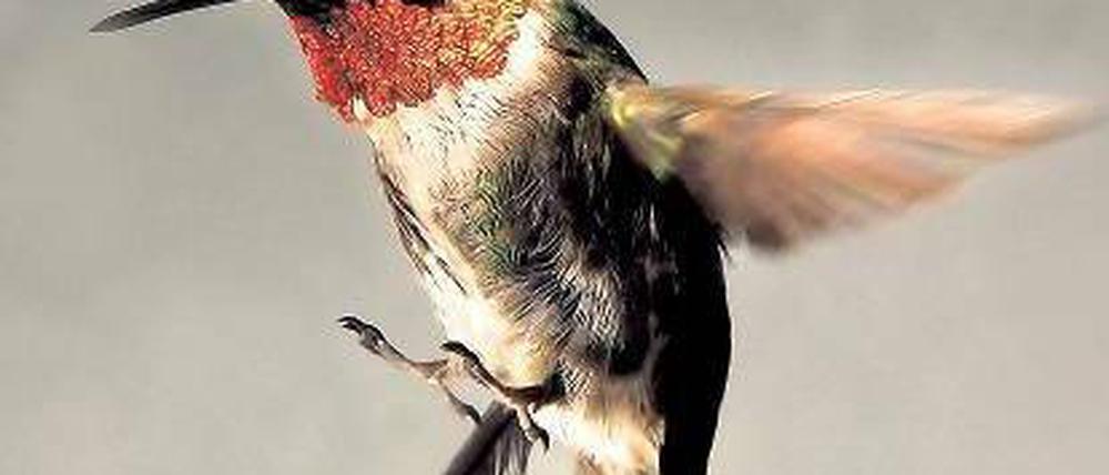 Energiebündel. Kolibris müssen Zucker rasch verwerten, um in der Luft zu bleiben.