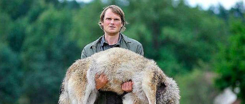 Schuss in der Nacht. Wolfsbeobachter Stefan Waldner trug im "Polizeiruf 110: Wolfsland" einen illegal erschossenen Wolf zum Haus von Jagdpächterin und Schlossherrin Elisabeth von Taupitz. Wie in der Realität auch spaltet die Rückkehr der Wölfe die Dorfgemeinschaft in dem kleinen brandenburgischen Ort Kaskow. 