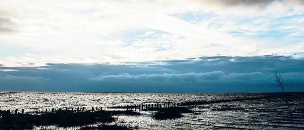 Salziges Versteck. Die Austernbank vor der Nordseeinsel Mandø eignet sich bestens für Gourmet-Safaris.