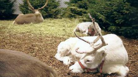 Ohne rote Nase. Heiligabend kann man Rudolfs Verwandte noch im Zoo treffen. Kinder haben freien Eintritt. 