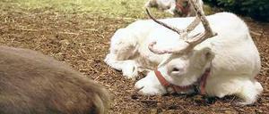 Ohne rote Nase. Heiligabend kann man Rudolfs Verwandte noch im Zoo treffen. Kinder haben freien Eintritt. 