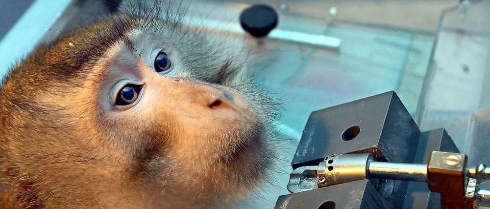 Einer von vielen. Affen werden immer häufiger benutzt. Das Bild von 2008 zeigt den Langschwanzmakaken Winnie am Leibniz-Institut für Neurobiologie in Magdeburg.