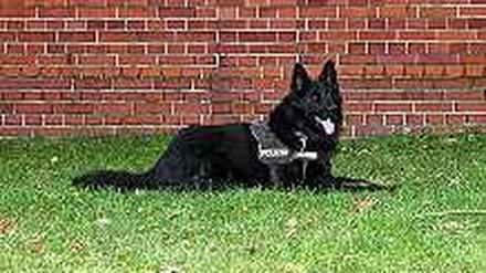 Der Held der Stunde: Polizeihund "Baron"