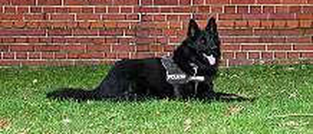Der Held der Stunde: Polizeihund "Baron"