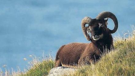 Begehrt. Soay-Widder mit prächtigen Hörnern stehen bei Weibchen hoch im Kurs. Doch das hat seinen Preis: Die Tiere auf der schottischen Insel Hirta müssen sich immer wieder Kämpfen stellen und kommen kaum zum Fressen. 