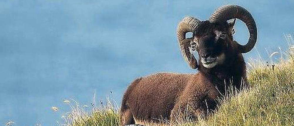 Begehrt. Soay-Widder mit prächtigen Hörnern stehen bei Weibchen hoch im Kurs. Doch das hat seinen Preis: Die Tiere auf der schottischen Insel Hirta müssen sich immer wieder Kämpfen stellen und kommen kaum zum Fressen. 