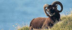 Begehrt. Soay-Widder mit prächtigen Hörnern stehen bei Weibchen hoch im Kurs. Doch das hat seinen Preis: Die Tiere auf der schottischen Insel Hirta müssen sich immer wieder Kämpfen stellen und kommen kaum zum Fressen. 