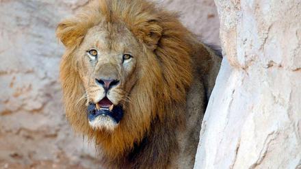 Nutzt den Menschen. Wo Löwen leben, gibt es weniger Paviane – das hilft auch den Bauern in Westafrika, deren Felder sonst geplündert werden. 
