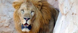 Nutzt den Menschen. Wo Löwen leben, gibt es weniger Paviane – das hilft auch den Bauern in Westafrika, deren Felder sonst geplündert werden.