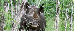Nur noch rund 4800 Spitzmaul-Nashörner gibt es in ganz Afrika. Die Tierart ist vom Aussterben bedroht. Dennoch darf Namibia im Jahr fünf Lizenzen für den Abschuss alter Bullen vergeben.