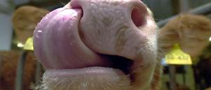 Erstmals seit 2007 wurde in Brandenburg ein Fall von BSE nachgewiesen.