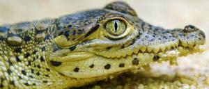 Kuba-Krokodil Fidel, heute Fidelio, auf einem Bild vom August 2013