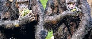 Gastmahl. Wer Freunde finden will, sollte seine Früchte nicht allein fressen.