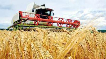 Wer den Weizen schon vor der Ernte verkauft, macht oft mehr Gewinn. Spekulanten wetten auf die Preise.