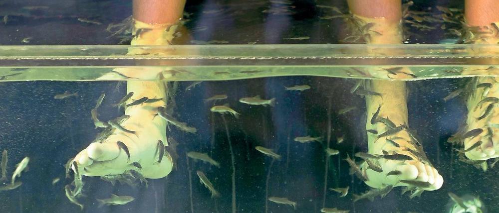 Huh, das kitzelt! Aber geht es den Fischen auch gut dabei? Daran hatte der Bezirk Spandau Zweifel. Er verbot einer Frau, den Kundinnen ihres Kosmetikstudios Hornhautentfernung durch Knabberfische anzubieten. Der Fall kommt demnächst vor Gericht. Foto: imago