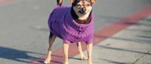 Haare auf den Zähnen und Beinen. Unserer alten Tunte Tsp (Abbildung ähnlich) kann man so schnell nichts vormachen. Foto: dpa