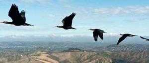 Waldrappe auf dem Weg in ihr Winterquartier.