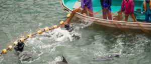 Das Foto, das die Tierschutzorganisation Sea Shepherd veröffentlicht hat, zeigt den Sortierungsprozess der Delfine während der jährlich stattfindenden Delfinjagd in Taiji. 