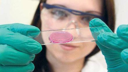 Im Blick. In Europa arbeiten junge Wissenschaftler freier als anderswo. 