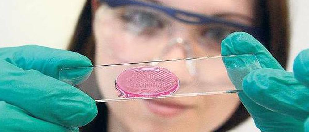 Im Blick. In Europa arbeiten junge Wissenschaftler freier als anderswo. 