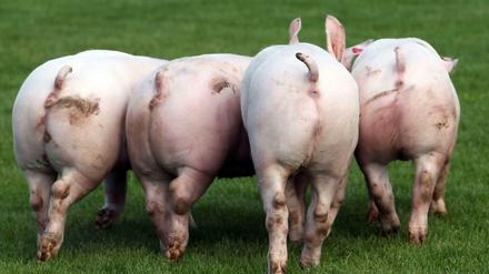 Eine Wirtschaftsinitiative soll für mehr Tierwohl sorgen. Der Spaziergang im Grünen bleibt wohl trotzdem für die meisten Schweine ein Traum. 