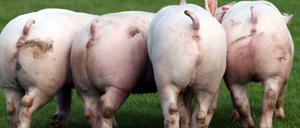 Eine Wirtschaftsinitiative soll für mehr Tierwohl sorgen. Der Spaziergang im Grünen bleibt wohl trotzdem für die meisten Schweine ein Traum. 