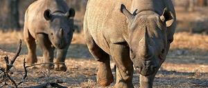 zwei Breitmaulnashörner in der Savanne Tansanias