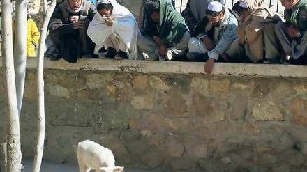„Khunzir“ heißt das Hausschwein in Kabul.