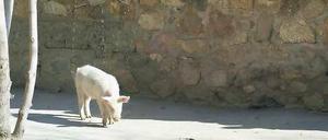 „Khunzir“ heißt das Hausschwein in Kabul.