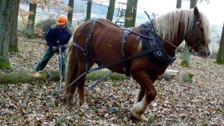 Rückepferde kommen zum Transport von Baumstämmen zum Einsatz.