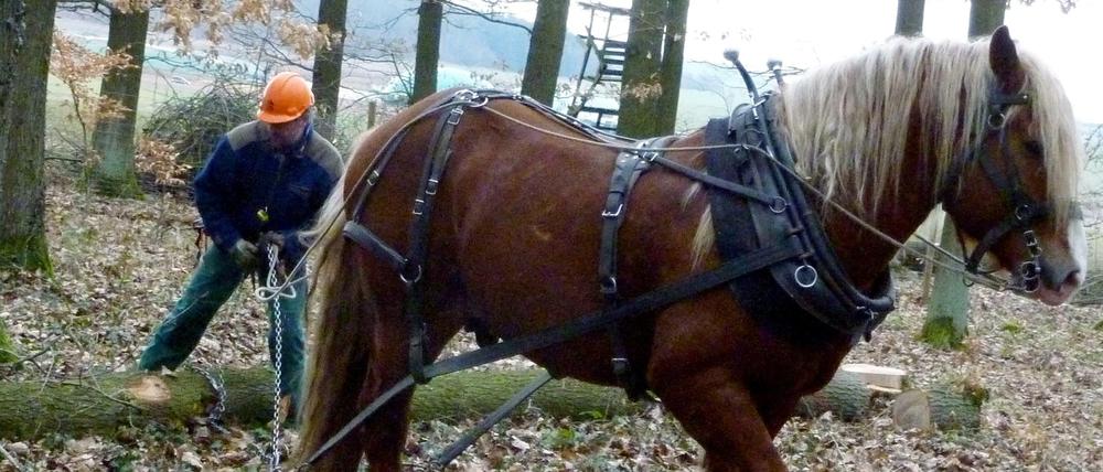Rückepferde kommen zum Transport von Baumstämmen zum Einsatz.